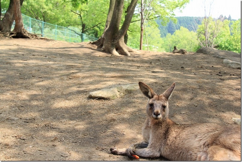 四季の里 旭志 ふれあい動物園 カンガルー