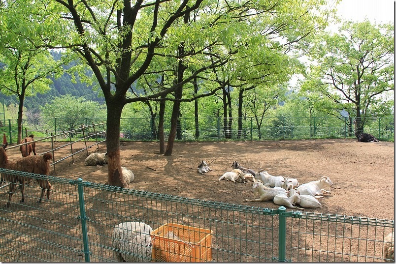 四季の里 旭志 ふれあい動物園 ヤギ ラマ ひつじ